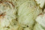 Green, Bladed Prehnite Crystals with Quartz - Morocco #292276-1